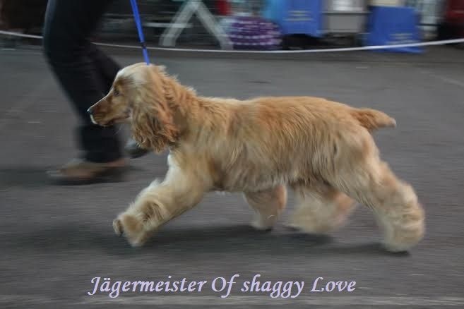 Jägermeister of Shaggy Love