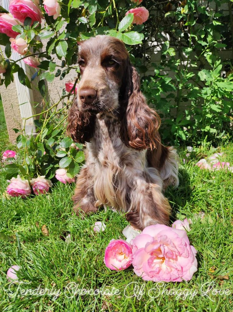 Tenderly chocolate of Shaggy Love