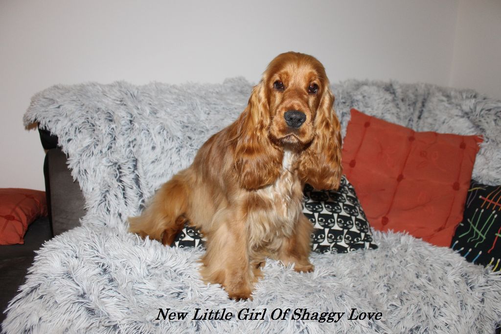 New little girl of Shaggy Love