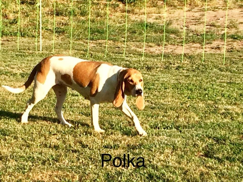 Polka (Sans Affixe)