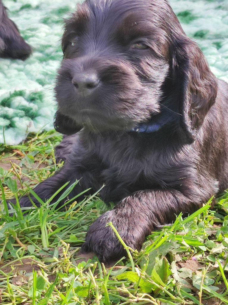 of Shaggy Love - Chiot disponible  - Cocker Spaniel Anglais