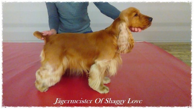 Jägermeister of Shaggy Love