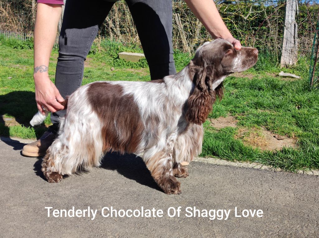 Tenderly chocolate of Shaggy Love