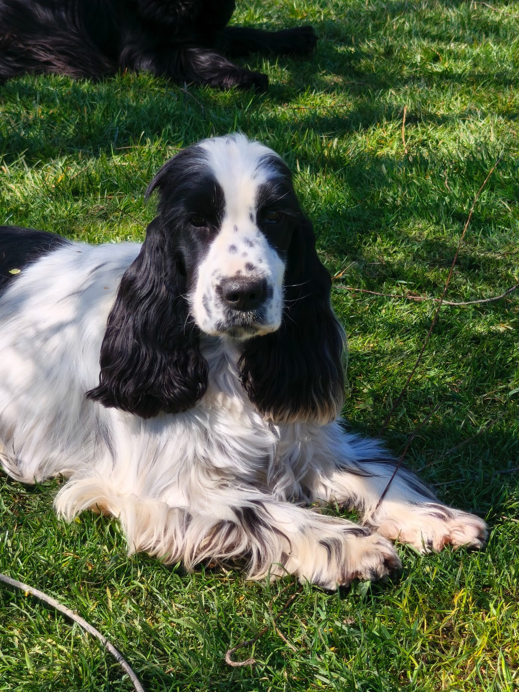 Addict to You of Shaggy Love