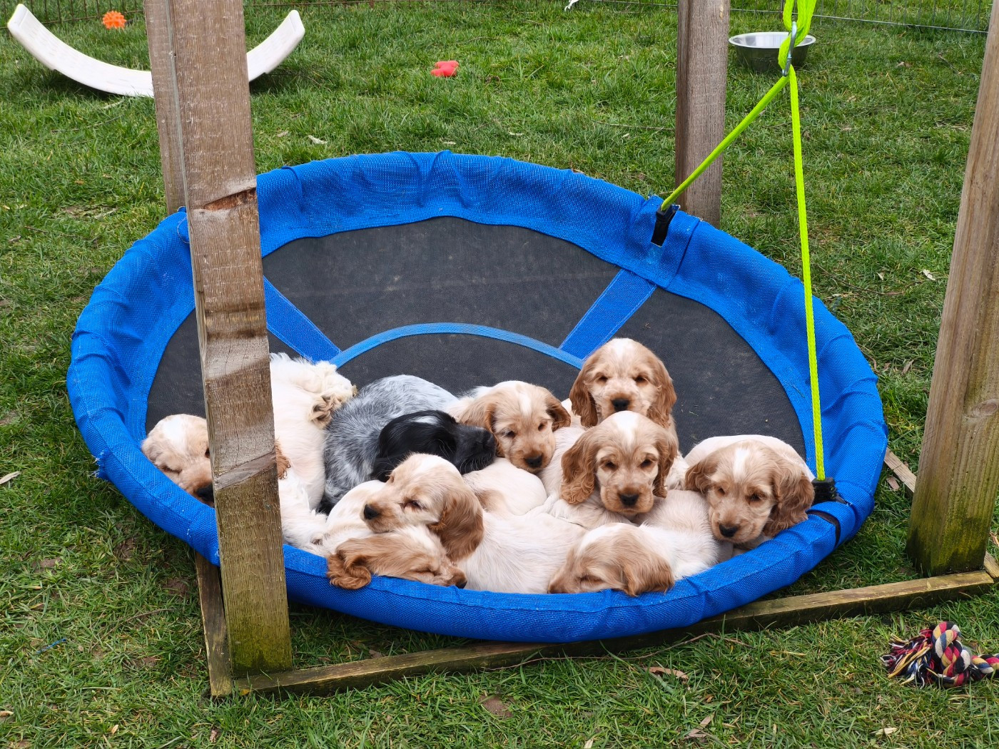 Rdv sur "Évolution des portées "pour suivre votre bébé !