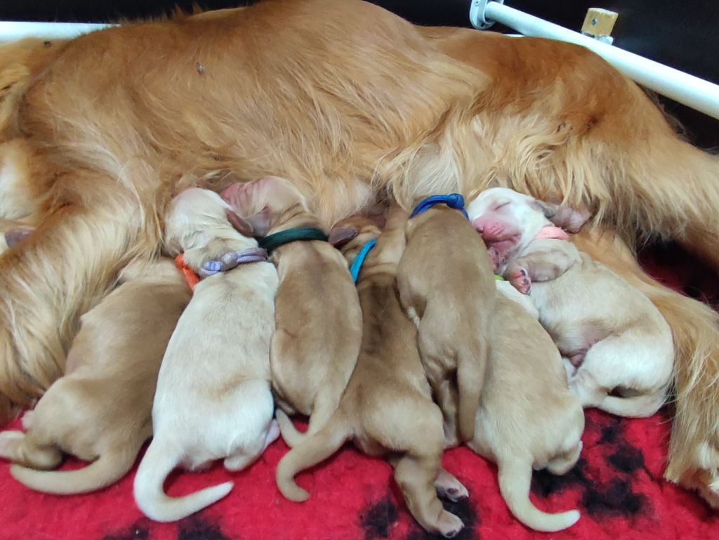 Chiots à réserver !