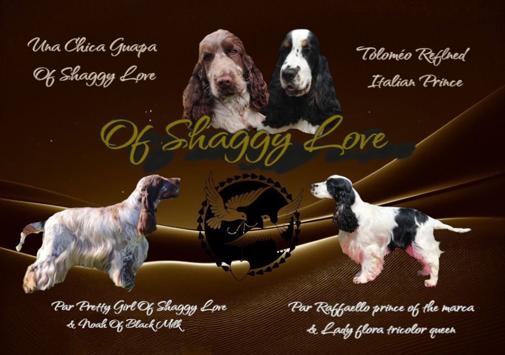 of Shaggy Love - Portée à venir