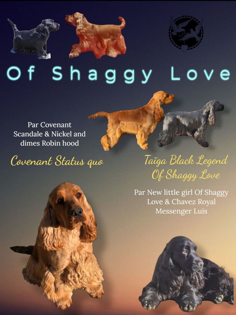 of Shaggy Love - Portée à venir