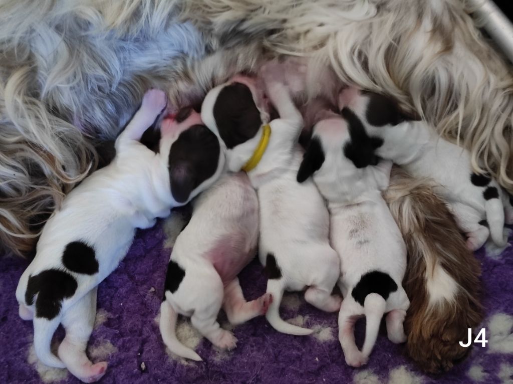 Chiots à réserver !