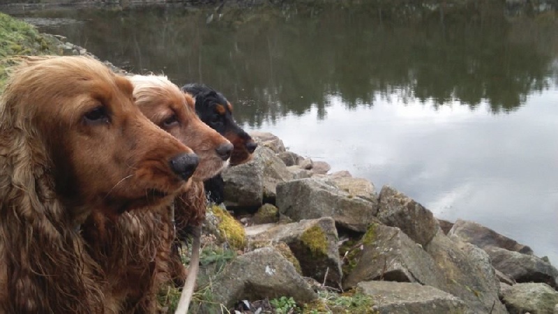 Nos chiens