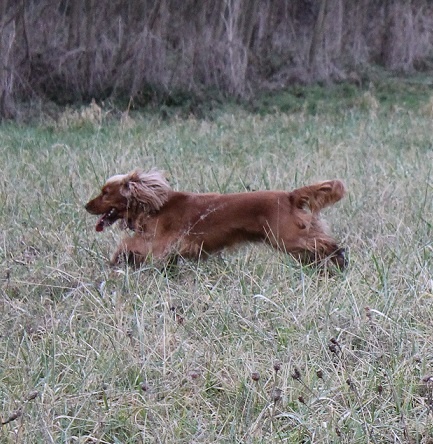 Actions de chasse
