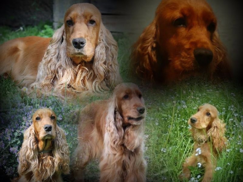 Evolution de Girl Happy