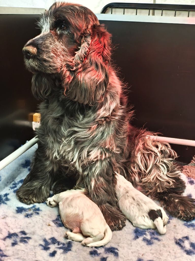 Chiot Cocker Spaniel Anglais of Shaggy Love