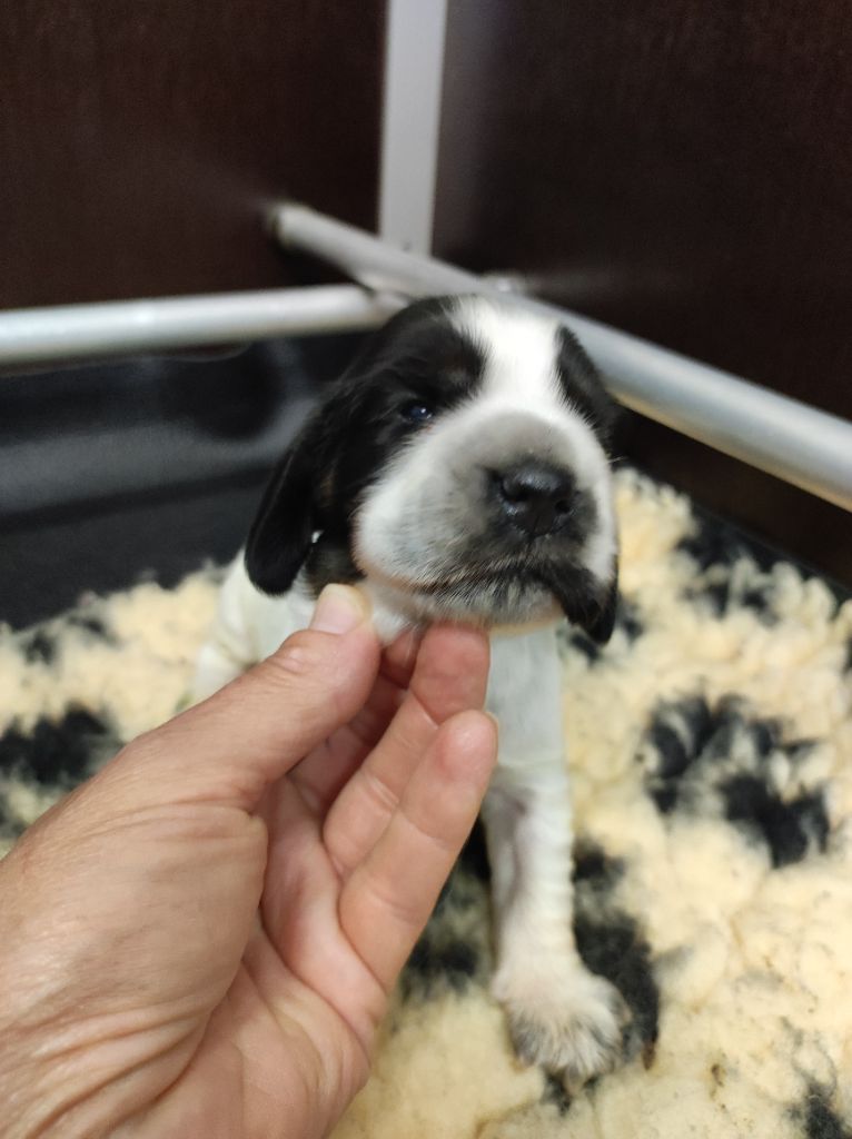 of Shaggy Love - Chiots disponibles - Cocker Spaniel Anglais