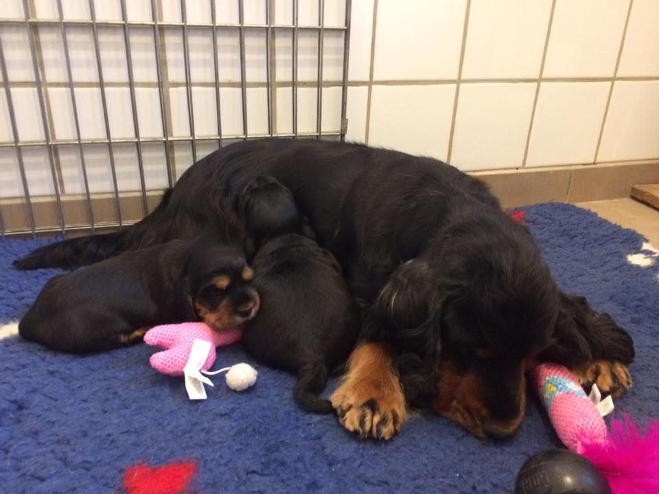 of Shaggy Love - Cocker Spaniel Anglais - Portée née le 22/09/2018
