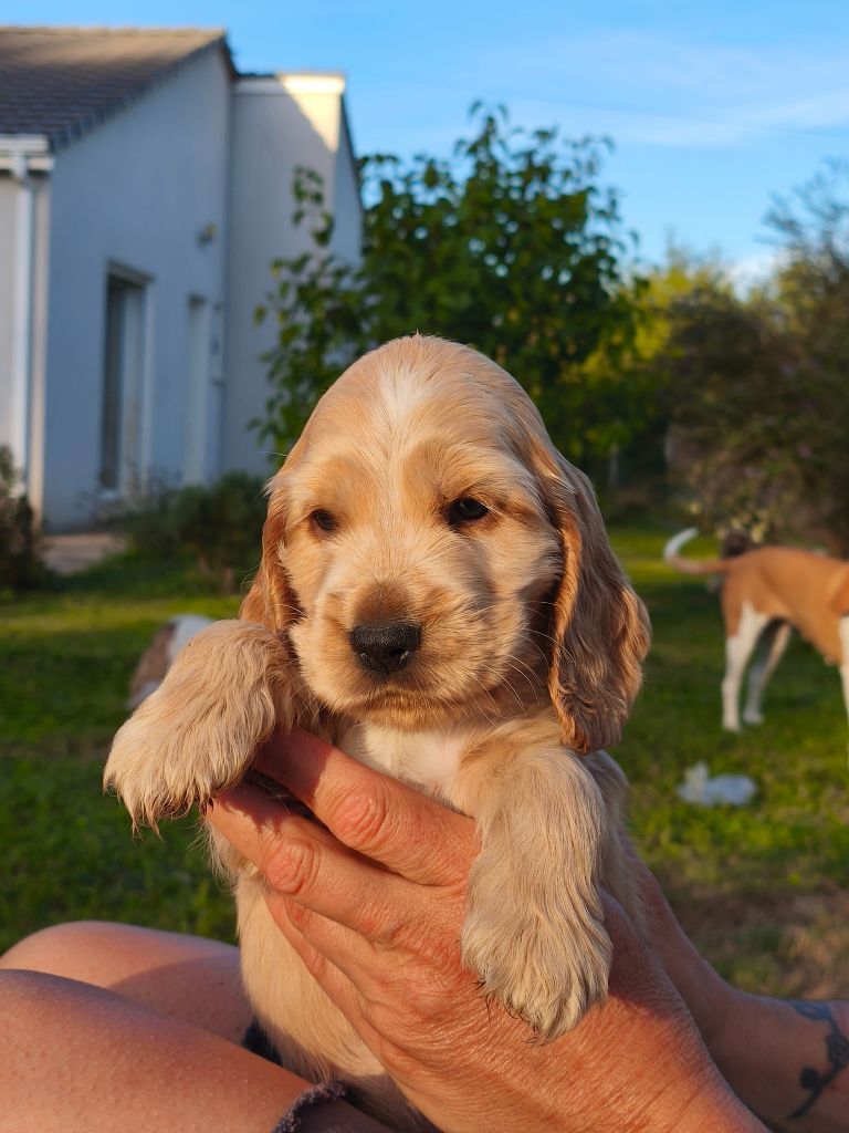 of Shaggy Love - Chiots disponibles - Cocker Spaniel Anglais