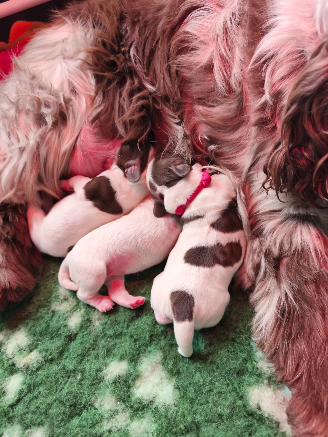 of Shaggy Love - Cocker Spaniel Anglais - Portée née le 05/03/2026