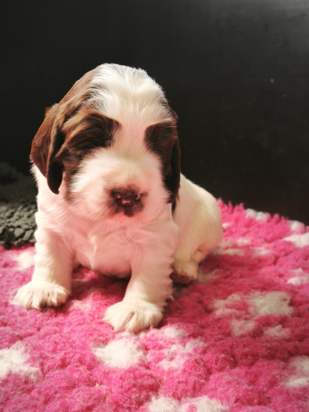 of Shaggy Love - Chiots disponibles - Cocker Spaniel Anglais