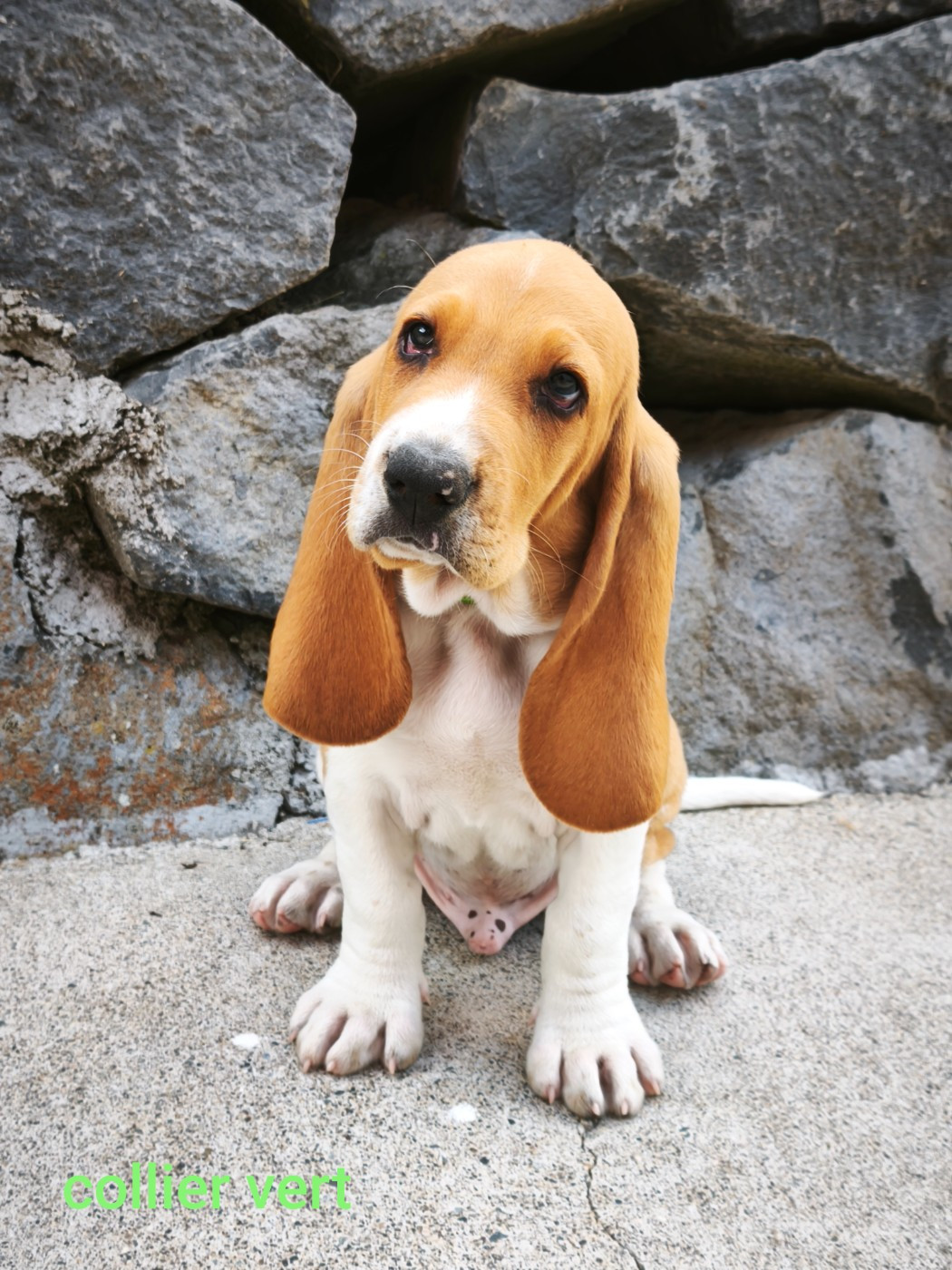 of Shaggy Love - Chiots disponibles - Chien courant suisse
