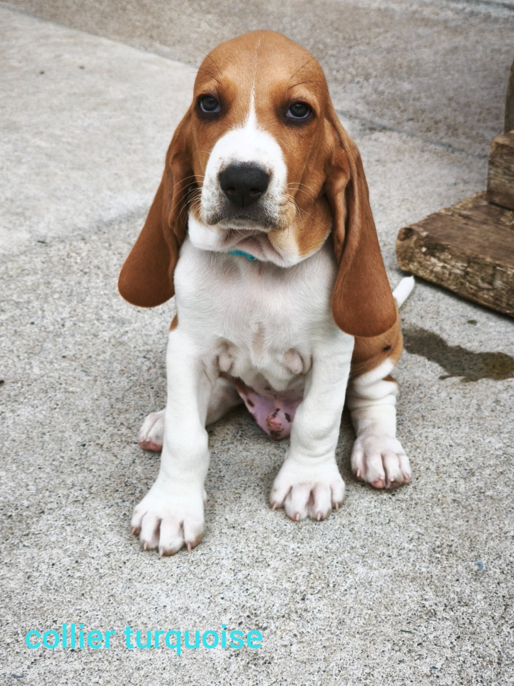 of Shaggy Love - Chiots disponibles - Chien courant suisse