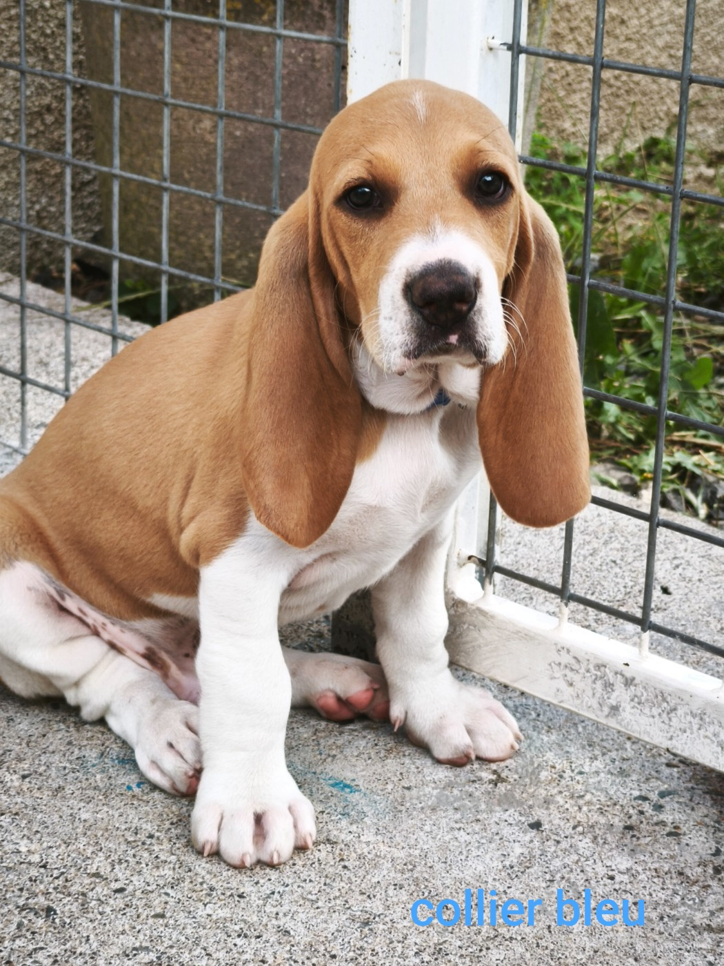 of Shaggy Love - Chiots disponibles - Chien courant suisse