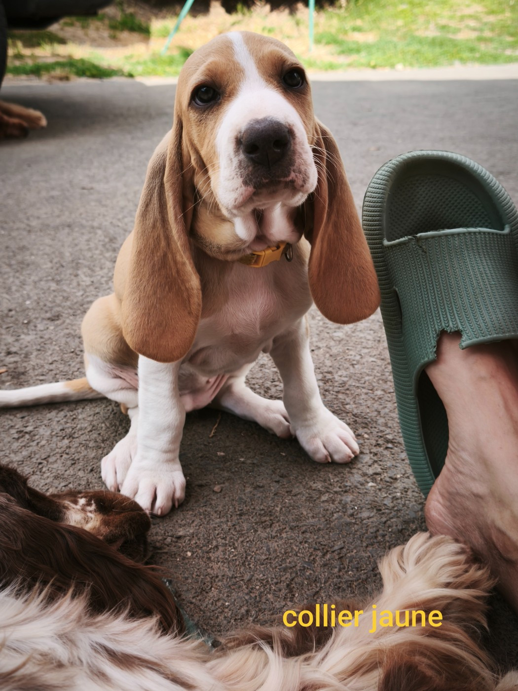 of Shaggy Love - Chiots disponibles - Chien courant suisse
