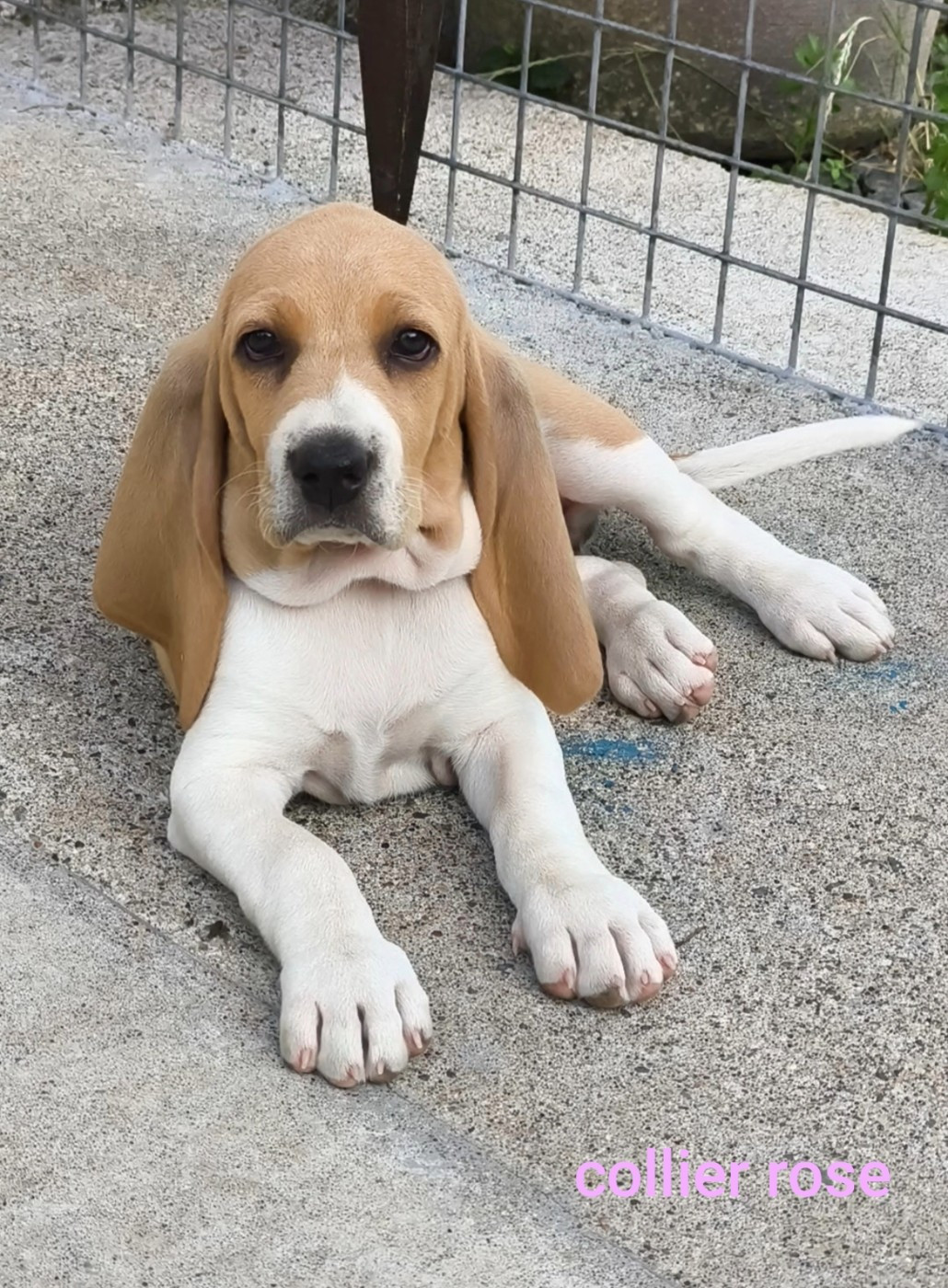 of Shaggy Love - Chiots disponibles - Chien courant suisse