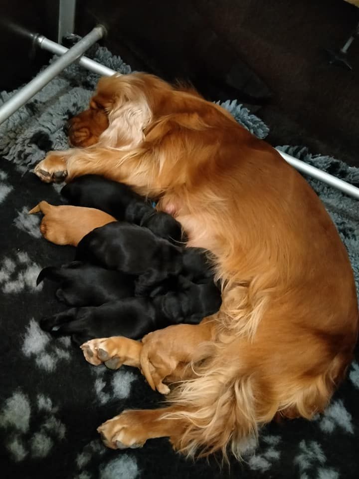 of Shaggy Love - Cocker Spaniel Anglais - Portée née le 16/03/2020