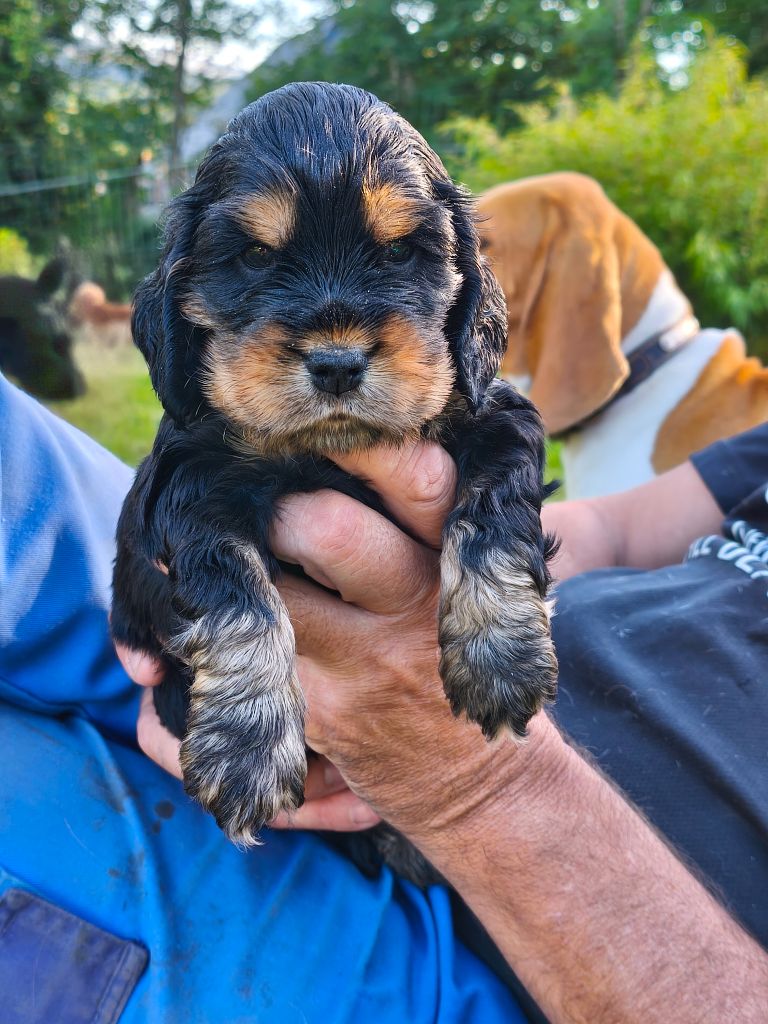 of Shaggy Love - Chiots disponibles - Cocker Spaniel Anglais