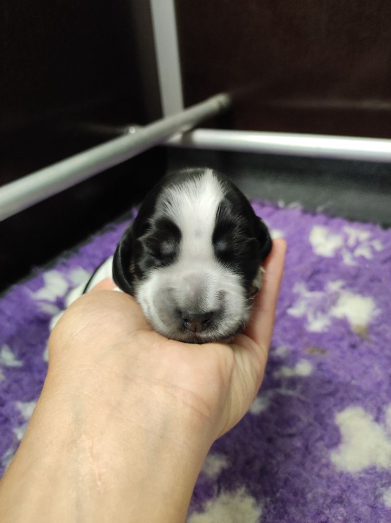 of Shaggy Love - Chiots disponibles - Cocker Spaniel Anglais