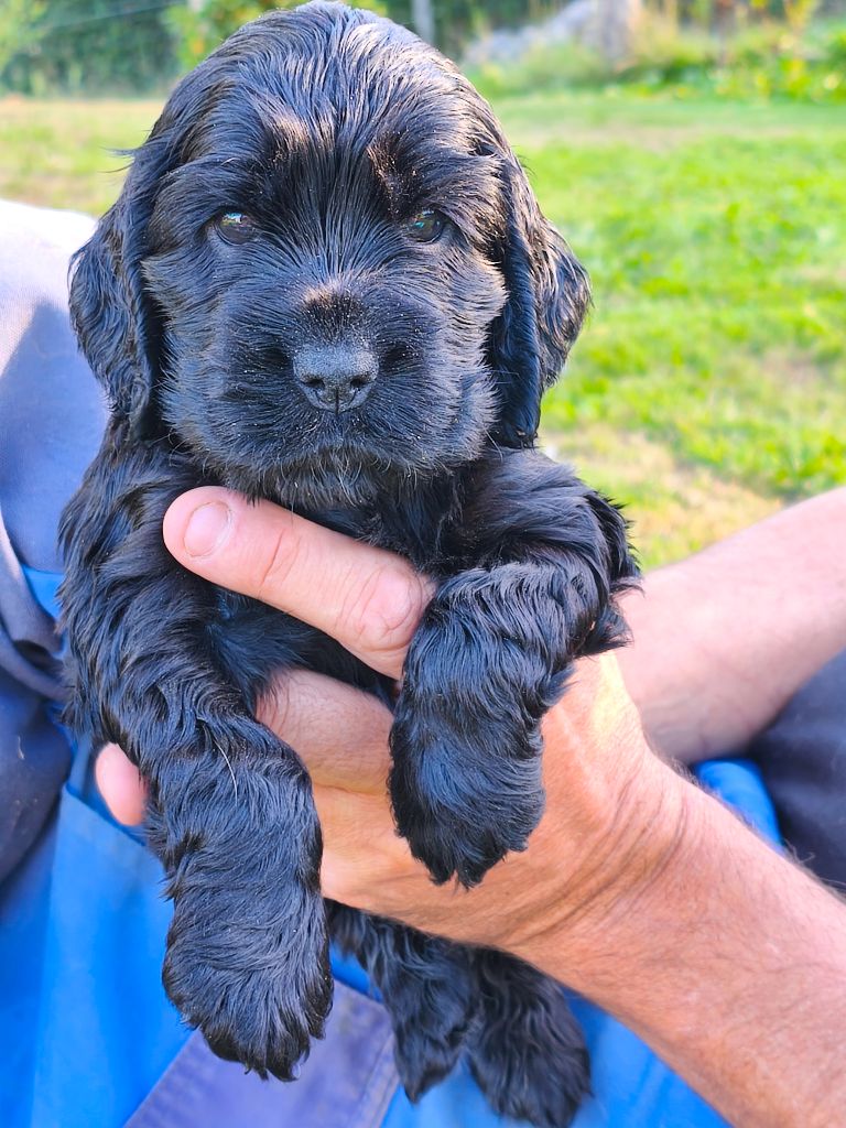 of Shaggy Love - Chiots disponibles - Cocker Spaniel Anglais