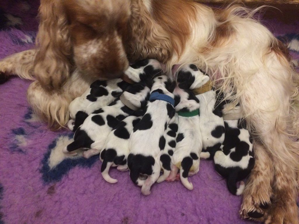of Shaggy Love - Cocker Spaniel Anglais - Portée née le 09/09/2019