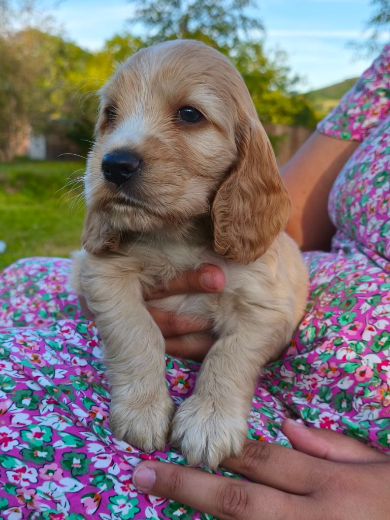 of Shaggy Love - Chiots disponibles - Cocker Spaniel Anglais