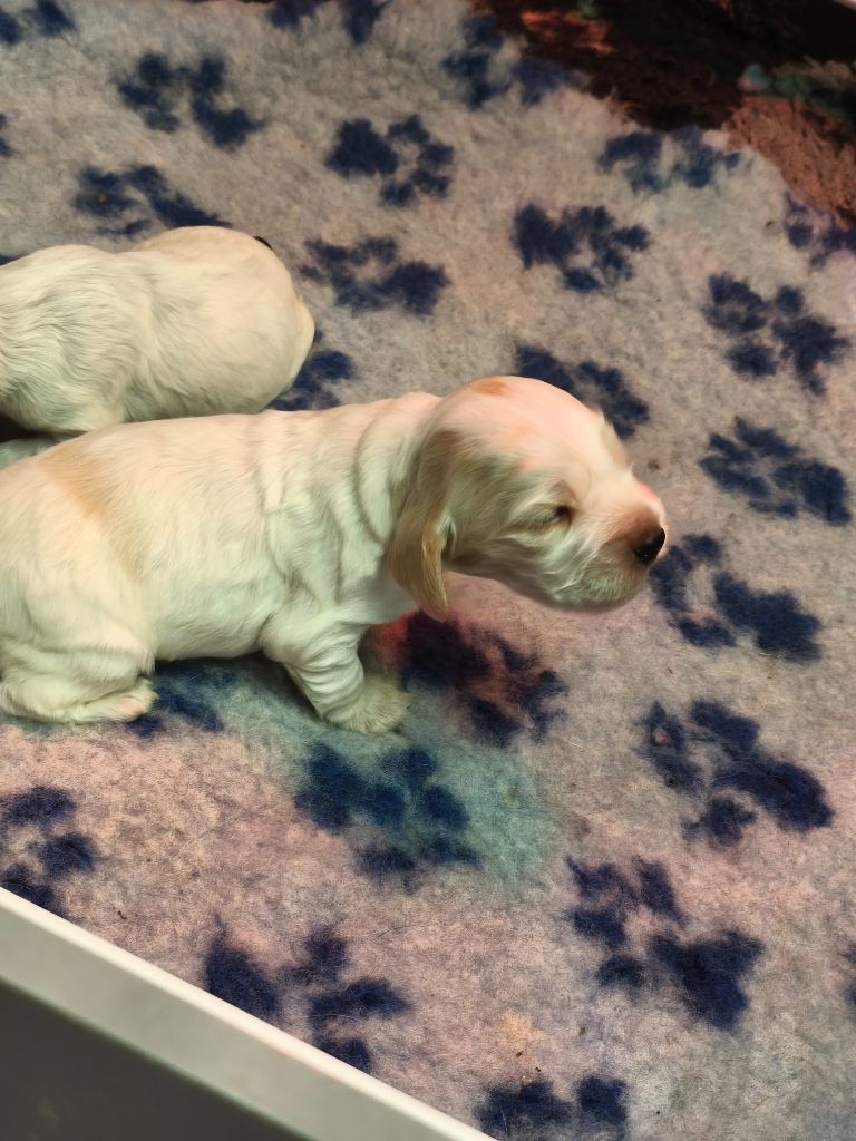 of Shaggy Love - Chiots disponibles - Cocker Spaniel Anglais