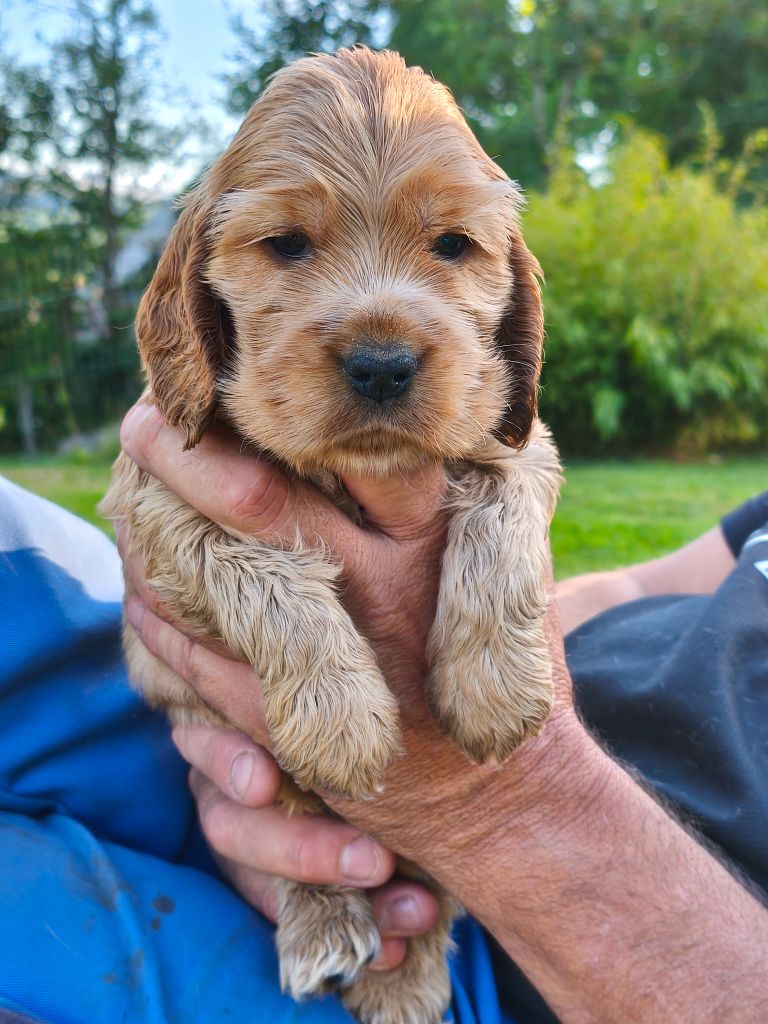 of Shaggy Love - Chiots disponibles - Cocker Spaniel Anglais