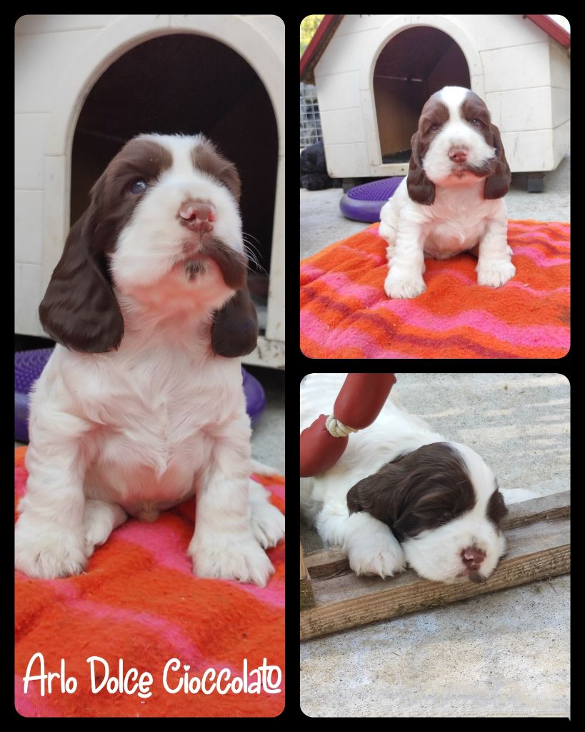 of Shaggy Love - Chiots disponibles - Cocker Spaniel Anglais
