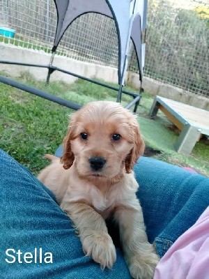 CHIOT