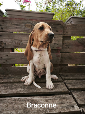 Chiot N°4