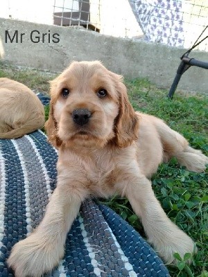 CHIOT