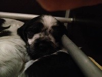 CHIOT