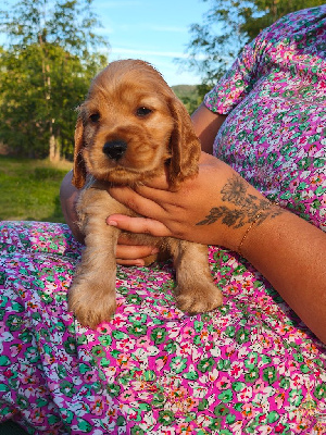CHIOT