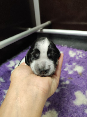 CHIOT