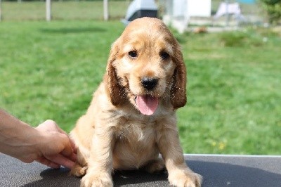 CHIOT