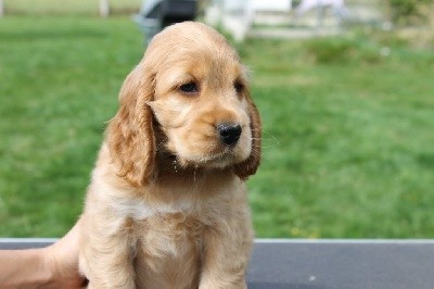 CHIOT