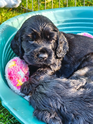 CHIOT