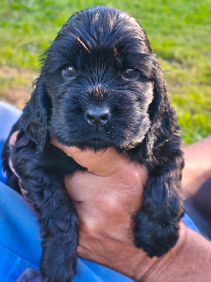 CHIOT
