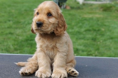 CHIOT