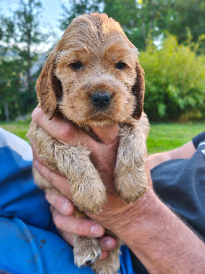 CHIOT