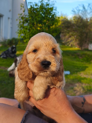 CHIOT