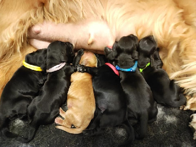 CHIOT